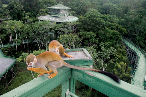 Visiting the  Rainforest in Brazil