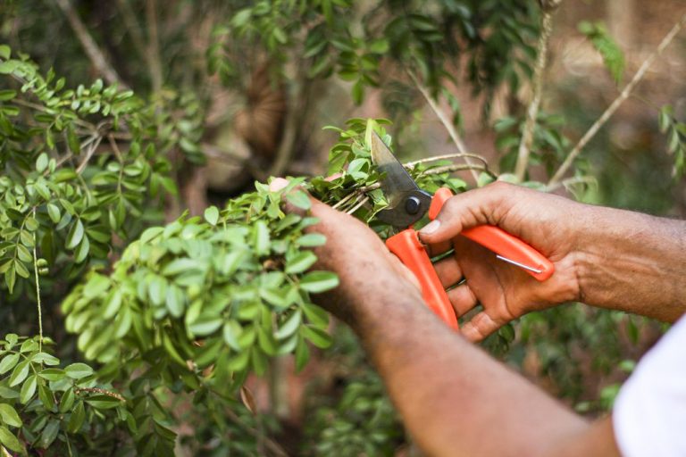 Amazon Case Study: The Shrub Treating Glaucoma