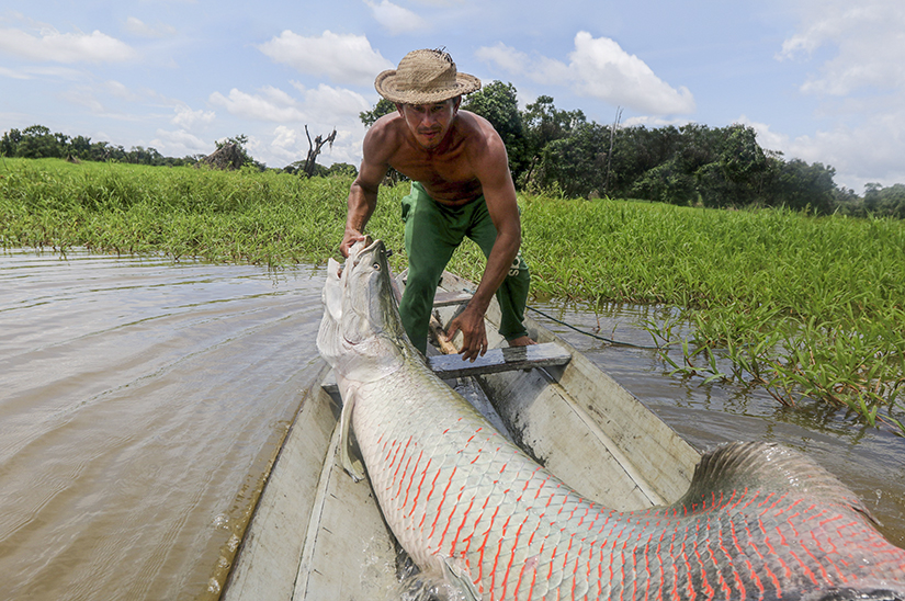 Pirarucu fish outlet