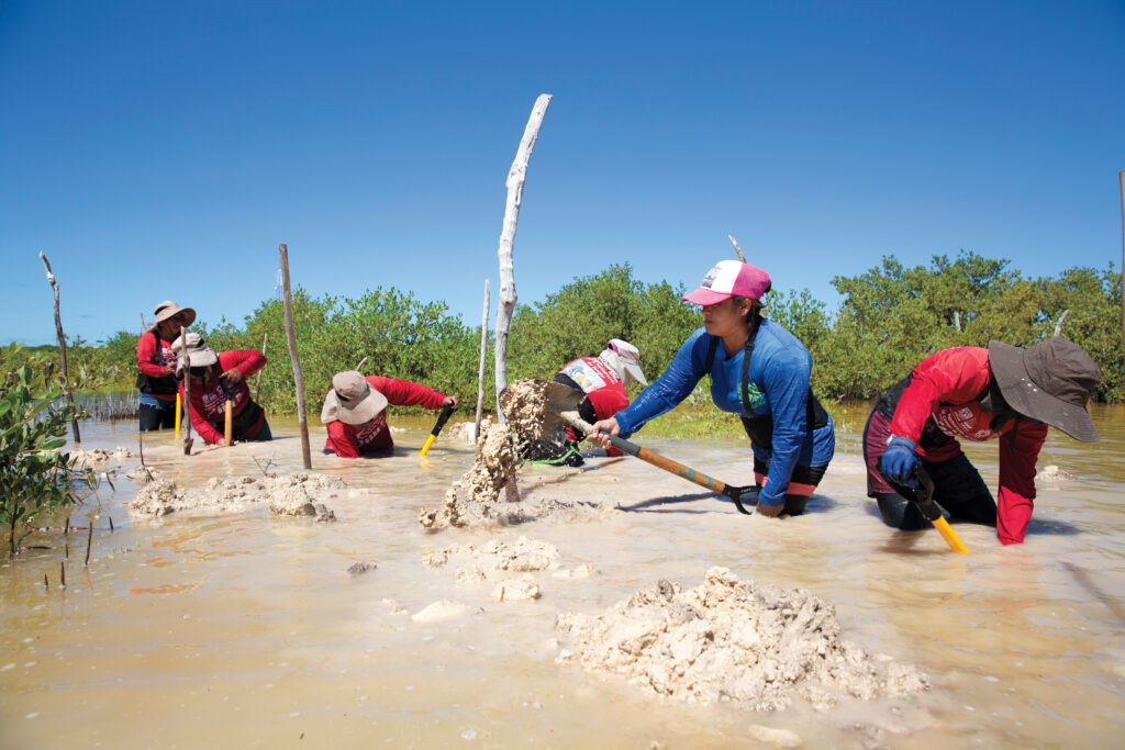 The work in waist-deep water is hard. Here, the Chelemeras pile mud high enough to redirect water flows. The original program had men in mind, but none accepted the $3 per day pay rate. The women volunteered, and now they often bring home more income than their spouses, between intermittent grant funding and the crabs and snails they collect from the ecosystems they are restoring.