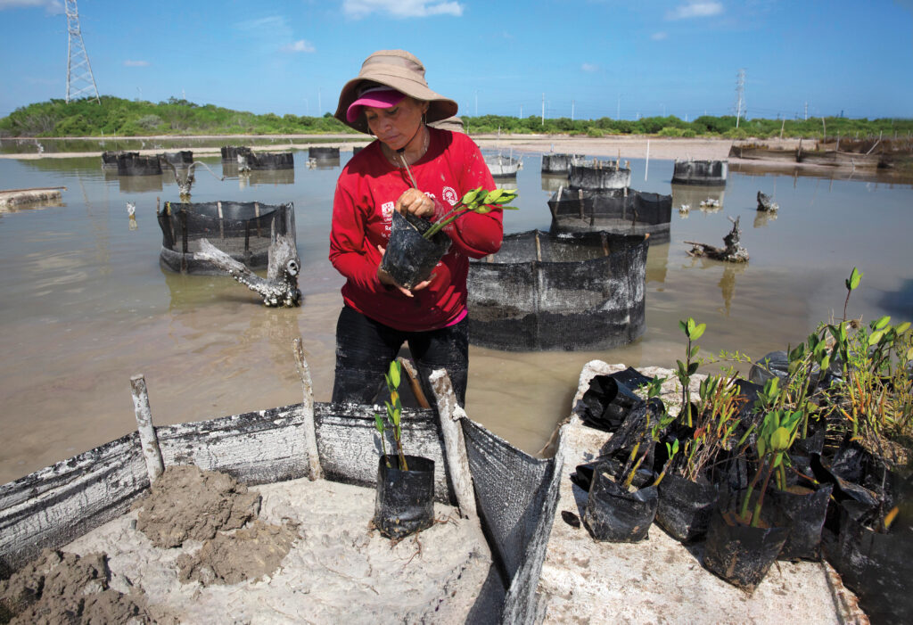 Ek Lira prepares to plant saplings in tarquinas, shelters made of wooden posts and hand-woven mesh that the women build after painstakingly scouting the right locations for them. This bay may well be forested in a few years. Mangroves are known for being highly adaptable, thriving in harsh environments, and creating sanctuaries for a vast array of life. So are the Chelemeras.