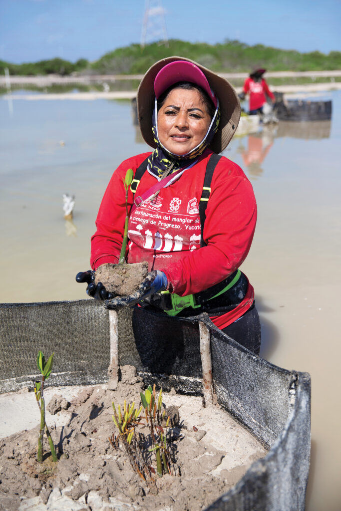 Vázquez Lira is the president of the Chelemeras, whose ages span from 33 to 82. Through years of work, they have mastered the biological and hydrological subtleties that can make or break mangrove growth.