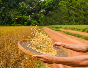 Un agricultor peneira soja.