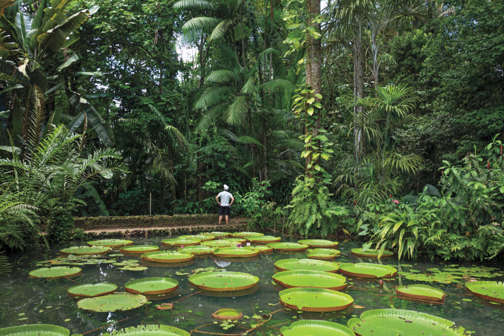 Giant Victoria amazonica water lilies float on the grounds of Belém’s Goeldi Museum after rains in May. The museum is home to a leading Amazon biology and culture research center.